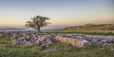The Lone Tree